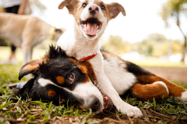 Pet Training